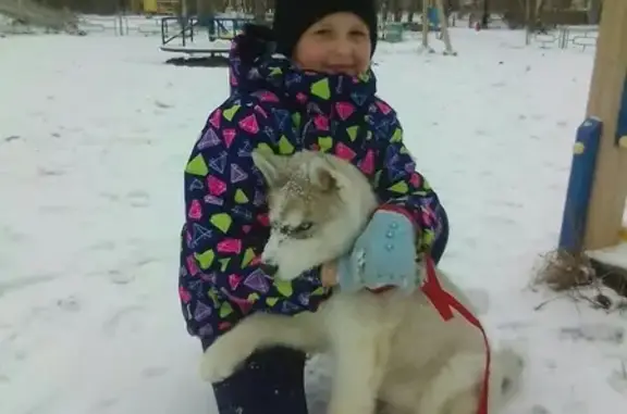 Пропала собака Хайки в Кунгуре, Пермский край