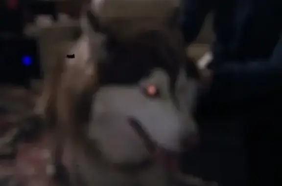 Найдена собака маламут на 101 в Междуреченске