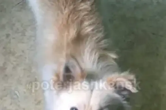 Пропала собака на улице Кубовая, Новосибирск