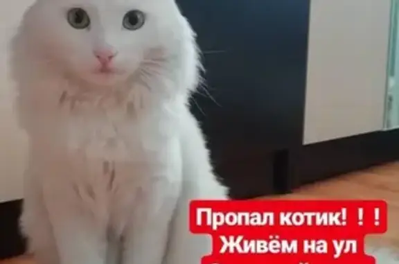 Пропала кошка Котик в Лаишево, Респ. Татарстан