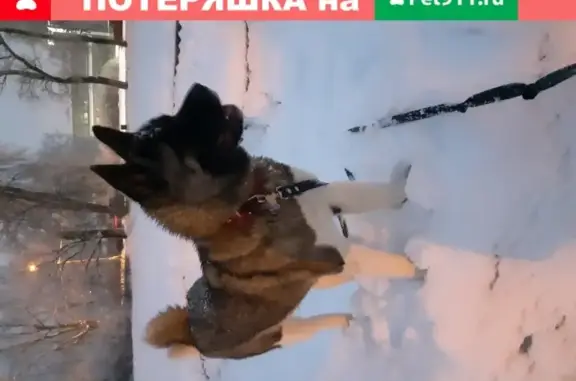 Пропала собака Тэри в Орехово-Зуево, район желтой горы