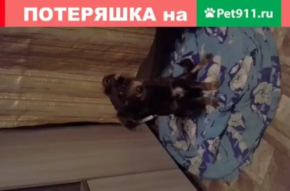 Пропала собака на ул. Ленина 49, Железногорск