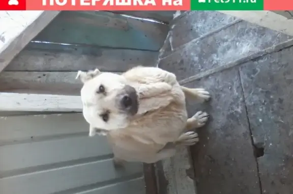 Пропала беременная собака в Сретенске, Забайкальский край