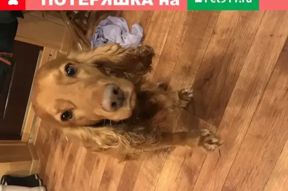Собака Кокер спаниель найдена в Киржаче, ул. Брусничная 1