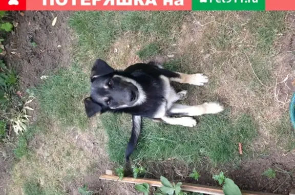 Пропала собака Найда в Краснодаре