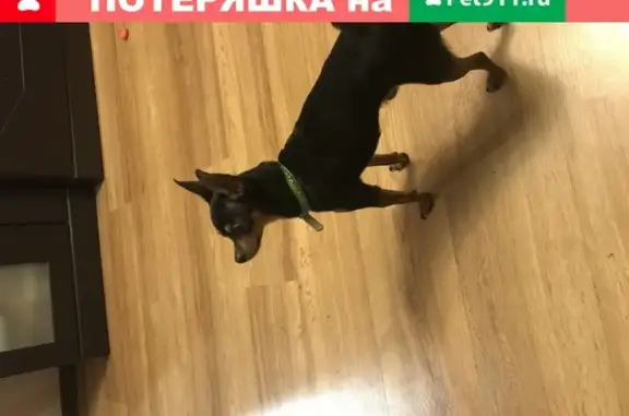 Найдена маленькая собака в красной курточке в Вологде