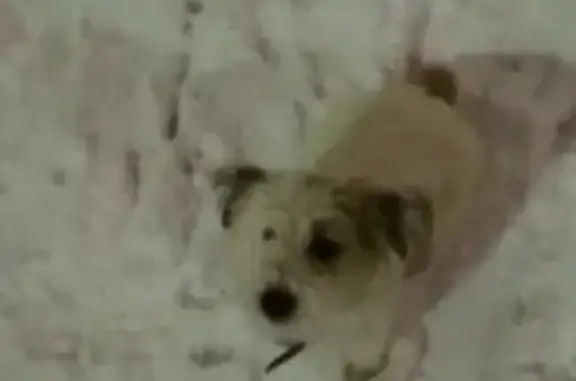 Пропала собака Рокси на улице Глаголева 30к5