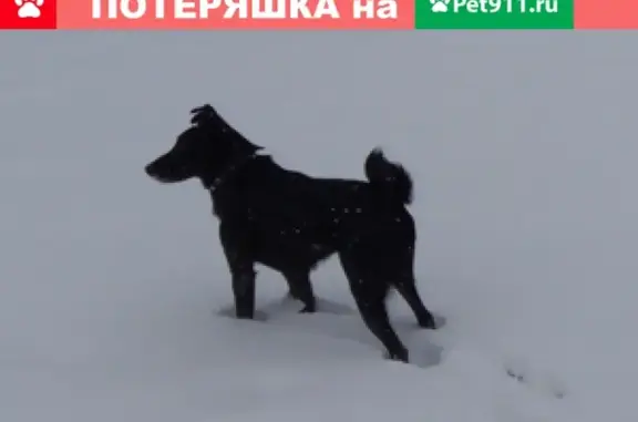 Пропала собака в Омске на улице Анатолия Маркова, 4.