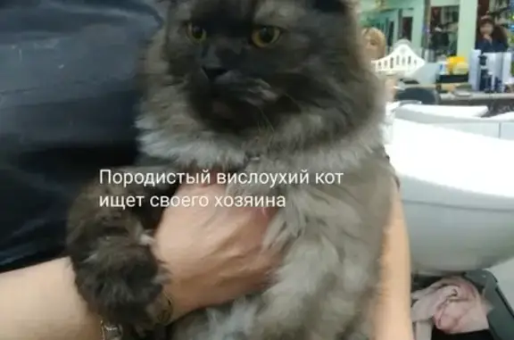 Найден вислоухий кот в Уфе, микрорайон Караидель