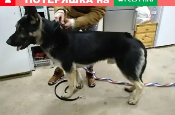Найдена собака около Новофрязино на заправке Лукойл