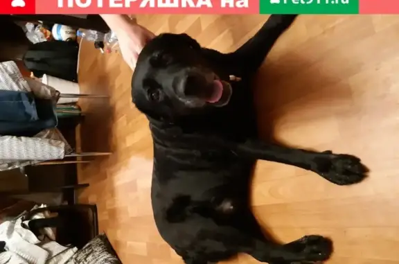 Собака Лабрадор найдена на Беговой улице, СПб