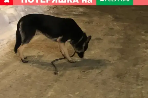 Найдена собака на заправке Лукойл во Фрязино, ищем хозяев!