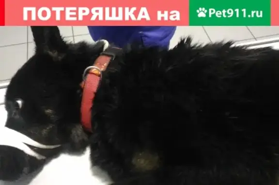 Собака найдена на КАДе в СПб.