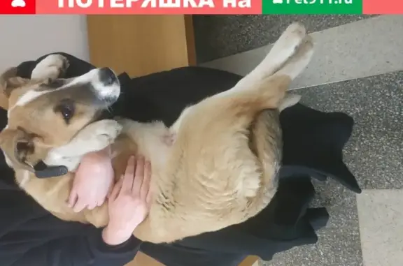 Найден щенок с ошейником в парке Горького, Москва