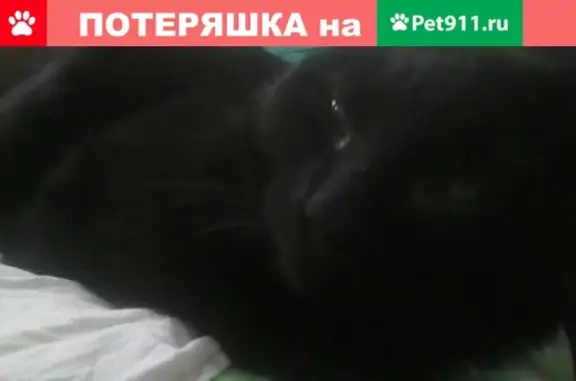 Пропала черная кошка на ул. Советской 5 (Псков)