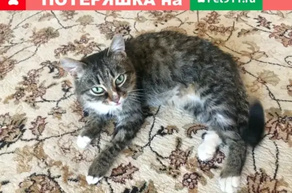 Обмороженная кошка найдена на ул. Вали Максимовой, 5 в Бийске