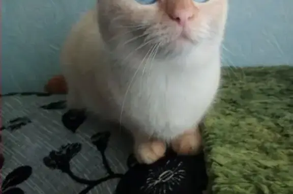 Кошки потеряшки, Тольятти (Самарская обл.), фото: Потеряшка кошка на Мира 137, Тольятти.