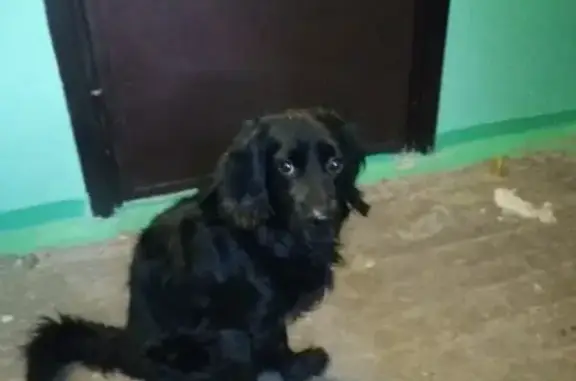 Чёрная молодая собака с ошецником в Нижневартовске