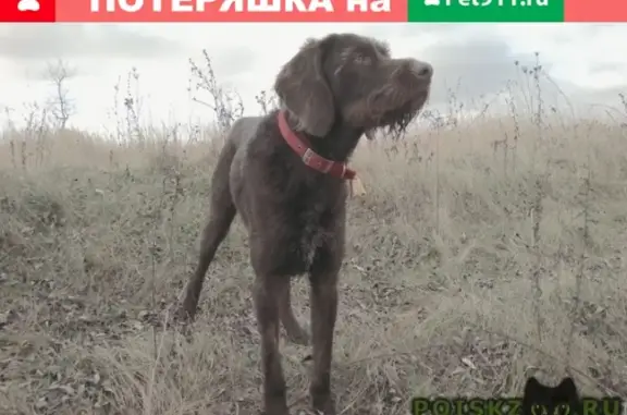 Пропала собака на пл. Карла Маркса, Ростов-на-Дону