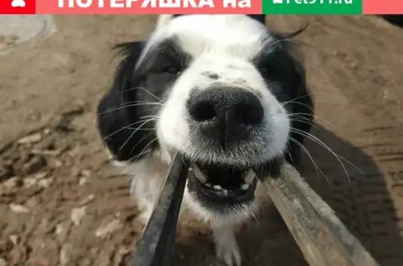 Пропала собака породы Бордер колли, улица Кутузова 109, Казань
