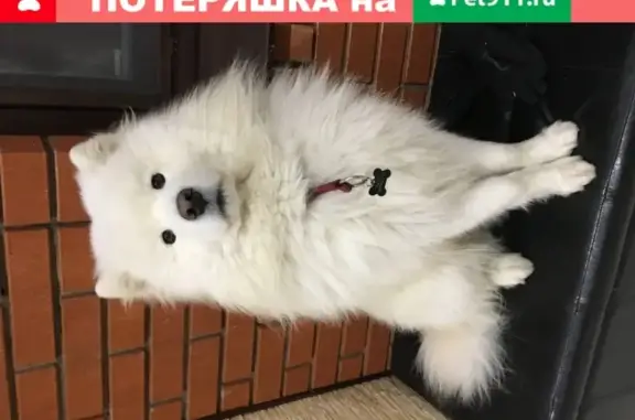 Пропала собака Найс в Сормовском районе, Нижний Новгород.