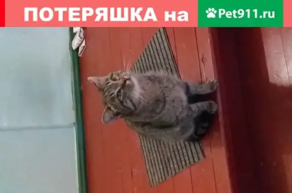 Найдена кошка в доме на ул. Гулькина 31, ищем хозяев