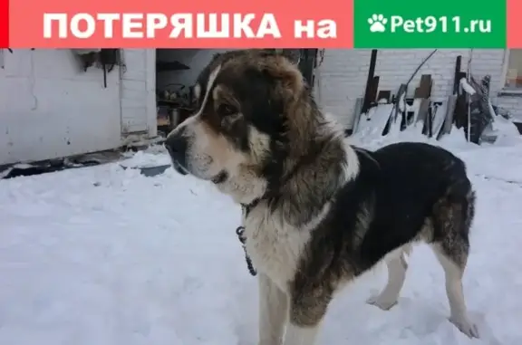 Собака найдена в Копейске: алабай, мужской, 2 года.