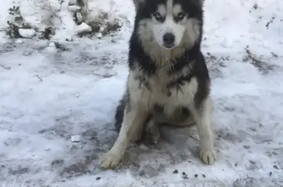 Найден пёс в Пролетарском районе Тулы, ищем хозяина