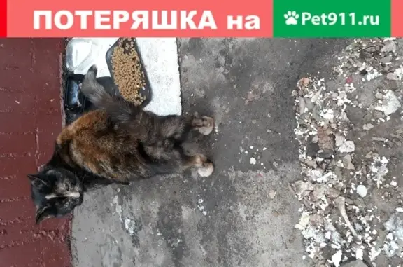 Найдена кошка на ул. Декабристов в Москве