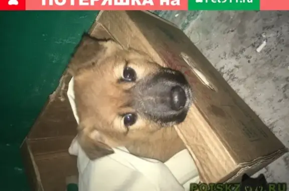 Найдена собака в Волгограде.