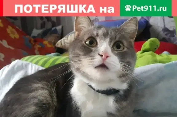 Пропал кот в Березовке, Гурьевский р-н, Калининградская обл.