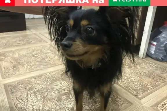 Собака найдена в Таврово, Белгородская обл.