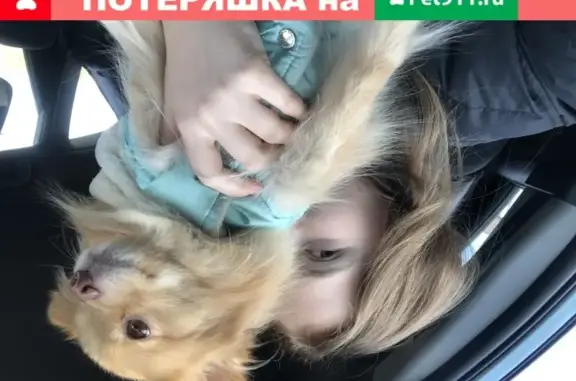 Пропала собака Померанский шпиц в Москве