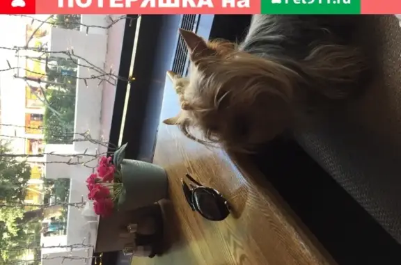 Собаки потеряшки, Нижний Новгород, фото: Потеряшка собака йорк в Советском районе, вознаграждение.