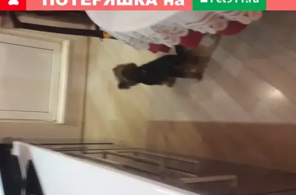 Собака Марго найдена в Тюмени на Федюнинского, 7к1