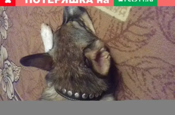 Найдена собака в районе Комсомольского парка, похожа на лайку.