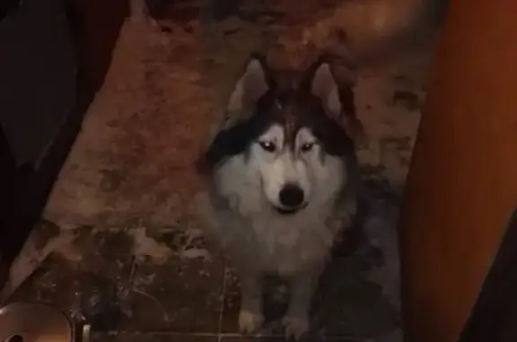 Найдена собака в с. Алексеевка, Кинель-Черкассы