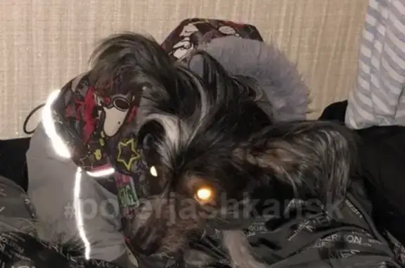 Найдена китайская хохлатая собака в Кировском районе