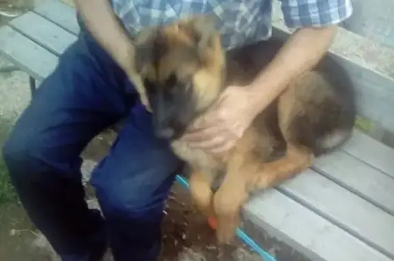 Пропала собака Кася в Воткинске на улице Чайковского