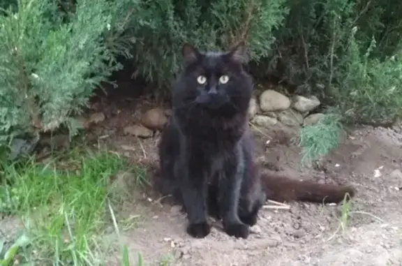 Кошки потеряшки, Смоленск, фото: Потеряшка кот Монро в районе Краснофлотской, Смоленск, черный, 3 года.