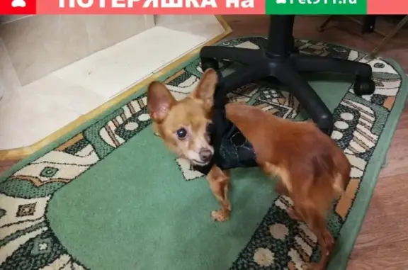 Найдена собака в Прилуках, Вологда
