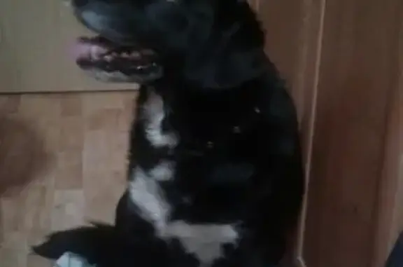Найдена чёрно-белая собака с раной в Старой Руссе