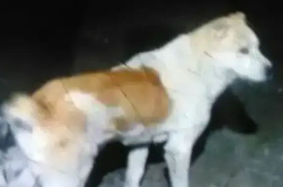 Пропала собака на улицах Кировского района
