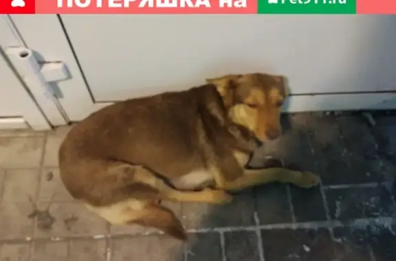 Потерянная собака у ритейла в Пензе