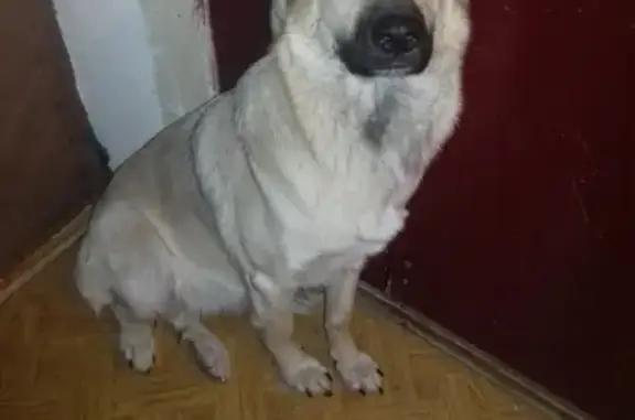 Пропала собака Адель на улице Чкалова, Рязань