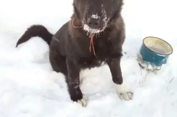 Пропала собака Черныш в Лысьве, Пермский край