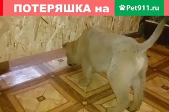Пропала собака на ул. Подтелкова и Д.Бедного (Донецк)