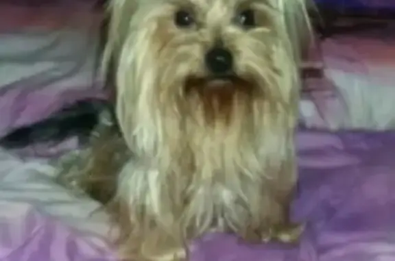 Пропала собака в Зернограде: йорк, девочка.