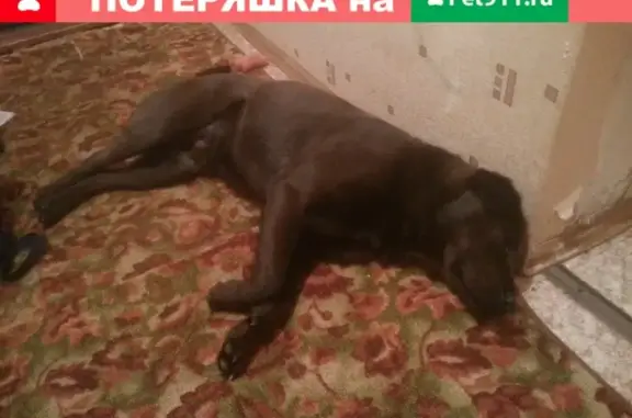 Найден пёс в Волгограде, 37 микрорайон.