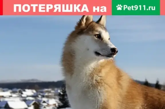 Пропала собака лайка в Комарово, Челябинская область